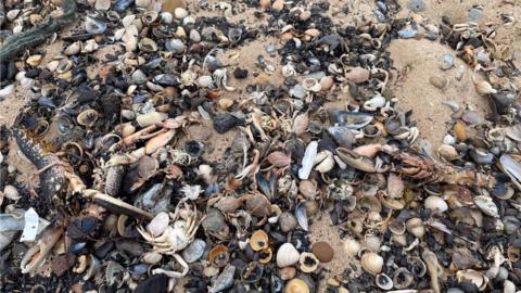 Dead shellfish on a beach
