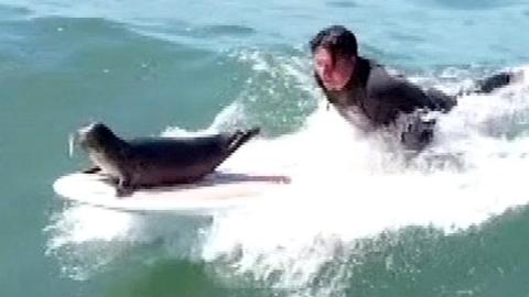 Sammy the seal on a surfboard