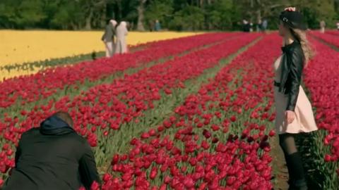 Tulip field