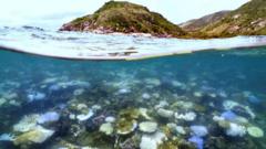pemanasan global suhu laut berdampak ke pemutihan karang