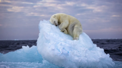 Белый медведь на льдине
