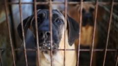 Собаки в клетках на ферме по производству собачьего мяса в Южной Корее