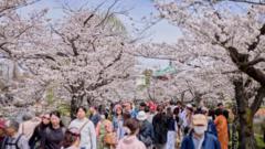 Pohon sakura mekar di Taman Ueno di Tokyo, Jepang, pada Minggu, 7 April 2024.