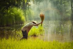 Petani memindahkan bibit padi.