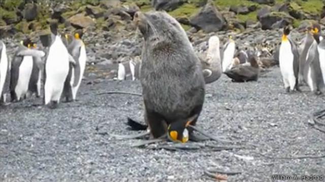морський котик і пінгвін