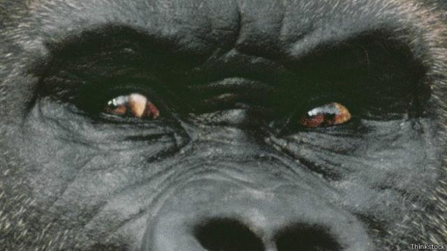 Глаза гориллы крупным планом