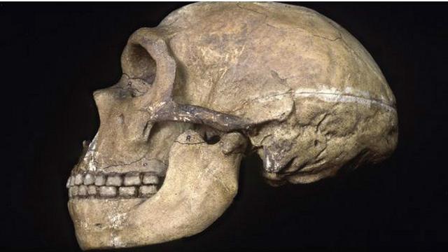Археологи используют признак наличия/отсутствия подбородка для того, чтобы при раскопках различить неандертальцев и представителей человека разумного