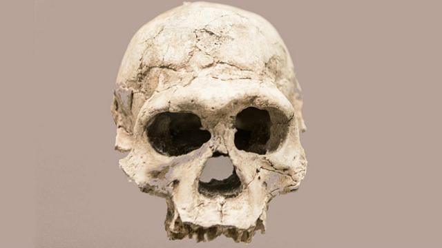 У человека прямоходящего мозг был крупнее, чем у его предков