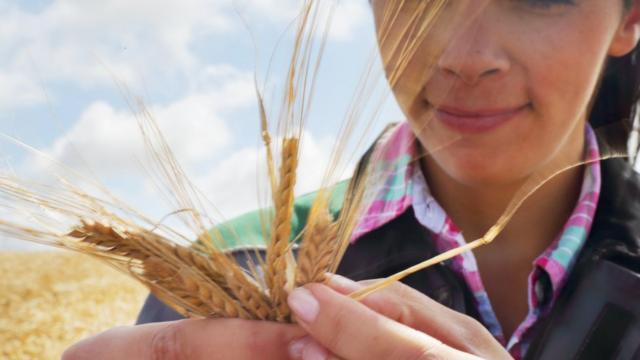 Девушка держит в руках колоски пшеницы