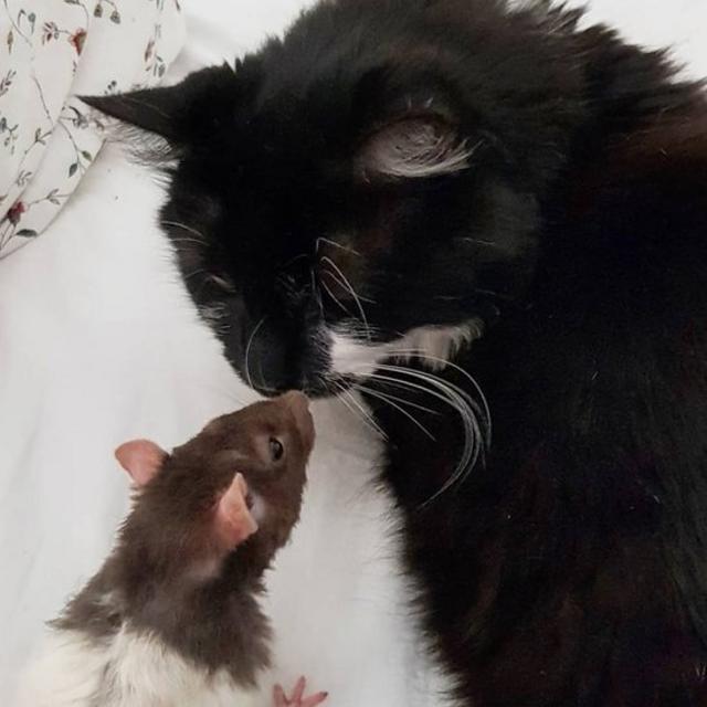 Magic the vegan cat cuddles a rat