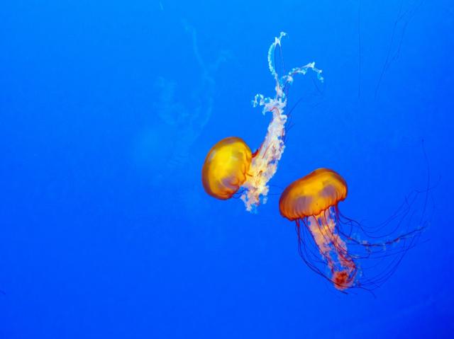 Two orange jelly fish, deep blue background