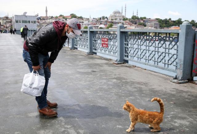 Человек и кошка в Стамбуле