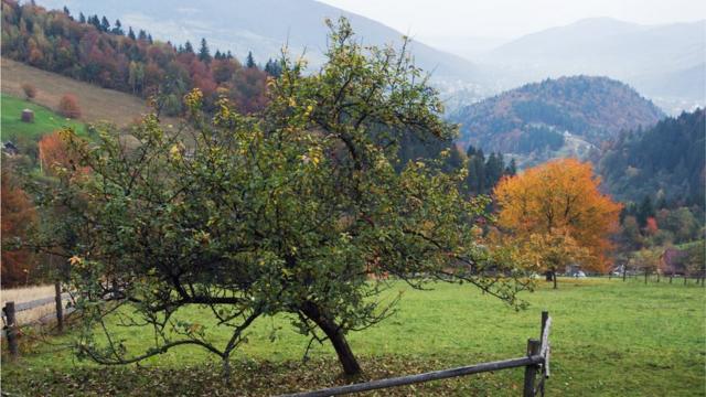 Долина в Шотландии осенью с яблоней на переднем плане.