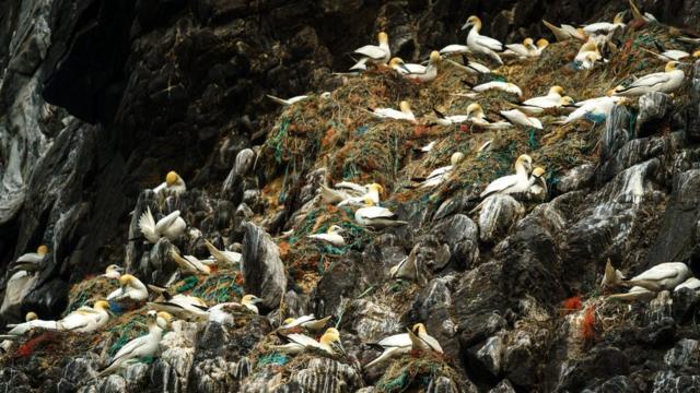 Олуші в Норвегії гніздяться у пластикових мотузках і знарядді для рибальства