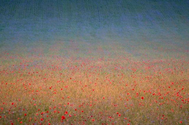 A field of poppies and cornflowers in Castelluccio di Norcia, Umbria, Italy
