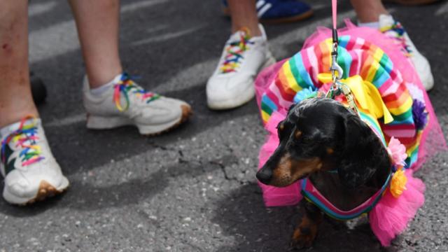 Пес на гей-параде