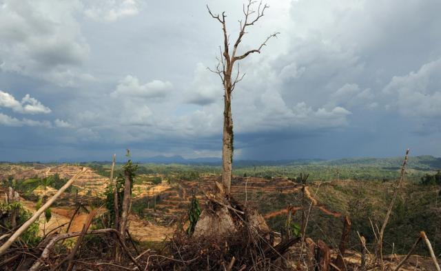 Так в Малайзии рубят джунгли Калимантана под плантации пальмового масла
