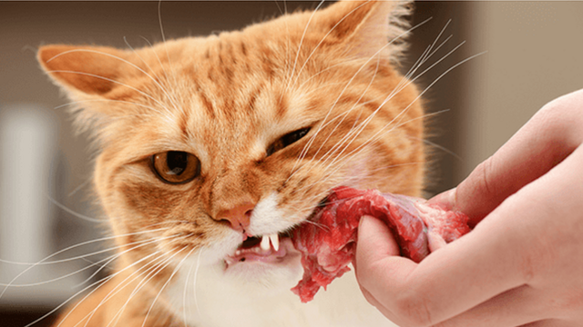 Cat biting meat