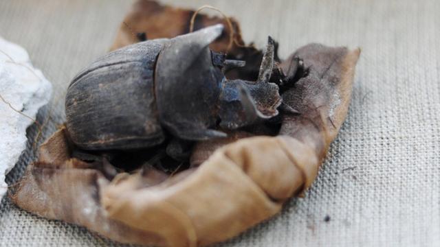Мумия жука-скарабея в могильнике Хуфу-Имхата