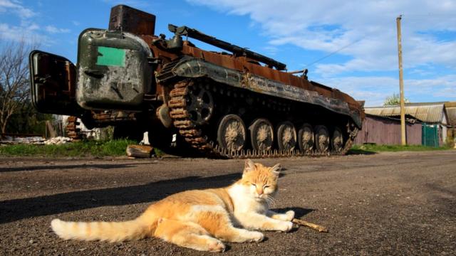 Кот на фоне подбитого российского танка