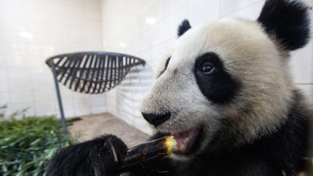 Одна из переданных Китаем панд перед отправкой в Московский зоопарк
