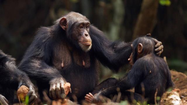 Мама с детенышем шимпанзе