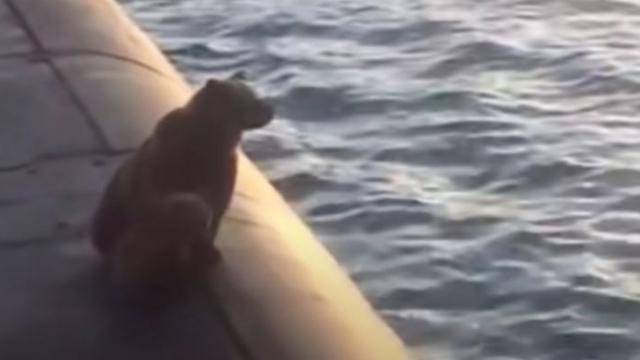 Медведи переплыли бухту Крашенинникова и залезли на субмарину