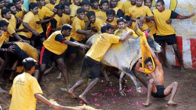 Бой быков в Индии