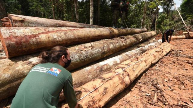 Чиновники осматривают место незаконной вырубки деревьев в Бразилии