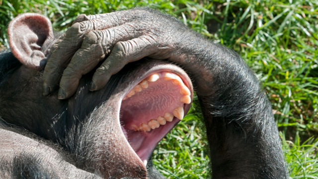 Некоторые звуки, издаваемые шимпанзе, крайне похожи на человеческий смех
