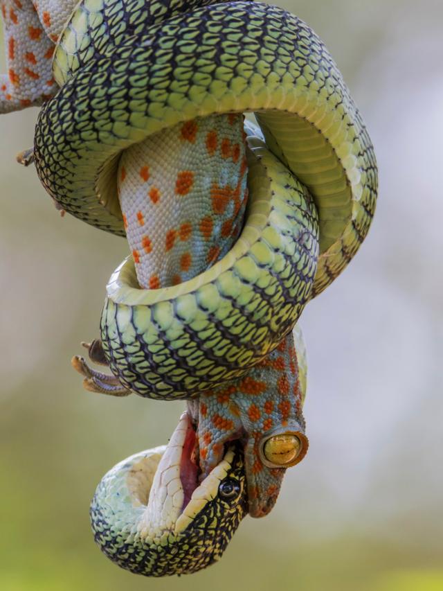 Токайский геккон и древесная змея