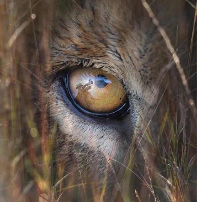 Абстрактне зображення левового ока