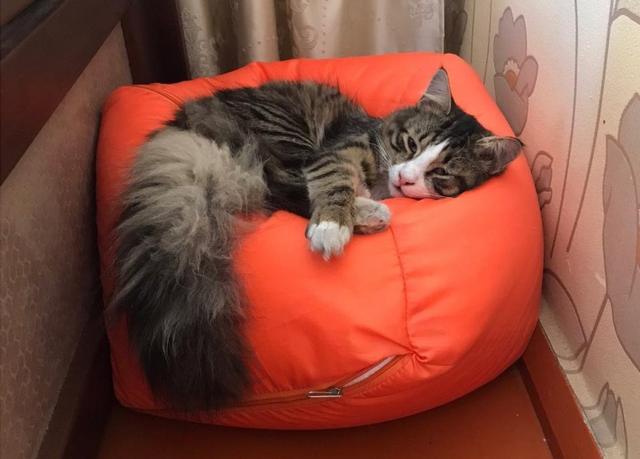 Кот на подушке