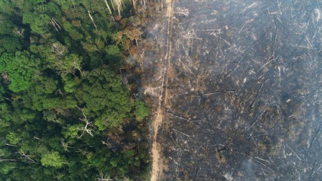 Вырубленный лес на Амазонке.