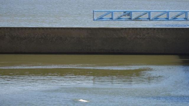 Білуха вдихає повітря на поверхні Сени між двома шлюзами на річці