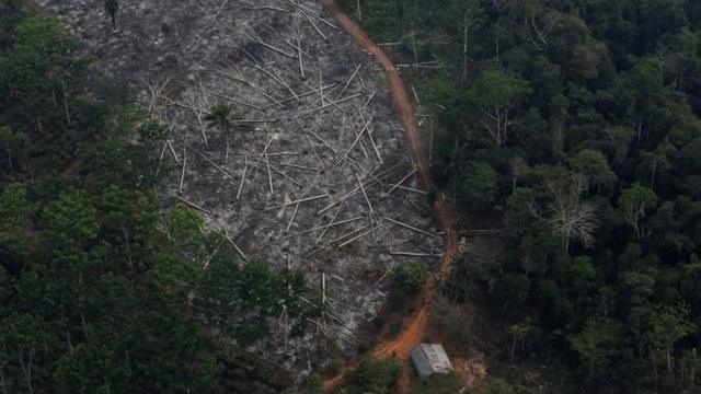 Выжженный участок в национальном лесу Бом Футуро в Бразилии