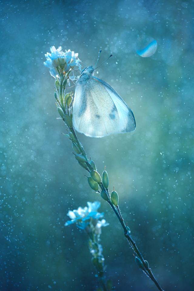 A butterfly perches on a flower