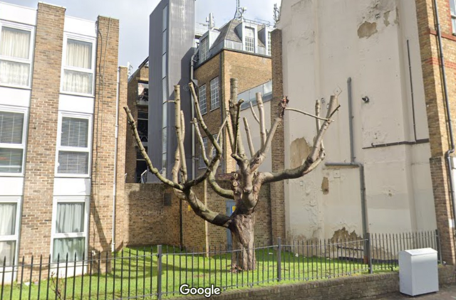 Parede e árvore onde Banksy pintou seu mural em Finsbury Park, Londres, em 2023