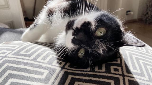 черно-белая кошка на кровати