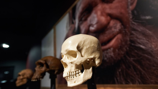 По версии ученых, к гибели неандертальцев привело регулярное скрещивание с гомо сапиенс