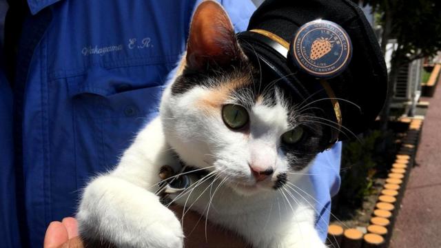 Йонтама ("Тама четвертая") - самая младшая из кошек черепахового окраса, служащая начальником станции на железной дороге Вакаямы