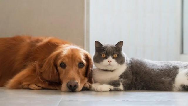 кіт і собака
