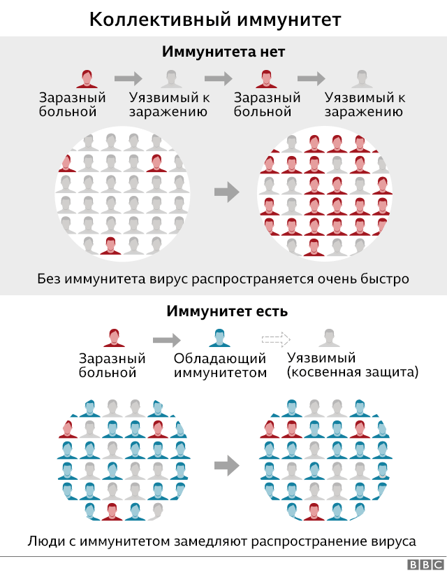 Схема действия коллективного иммунитета