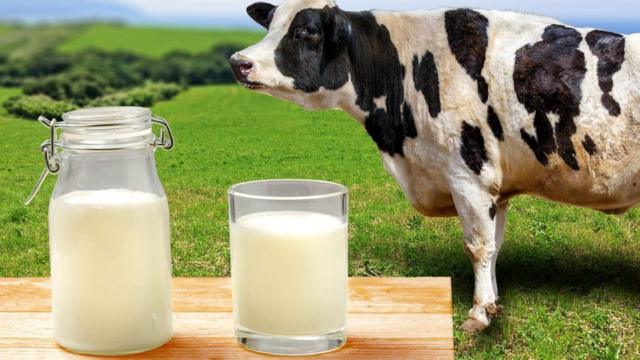 Бутылка молока на фоне коровы