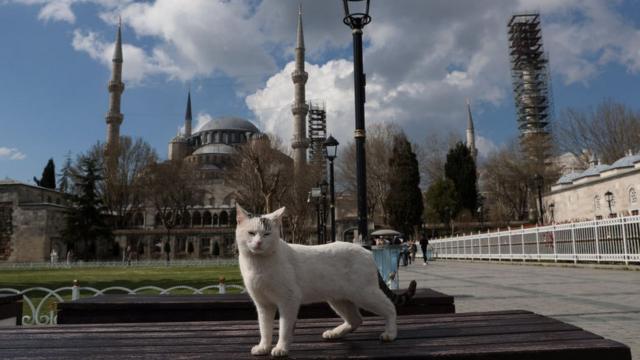Кот на фоне мечети
