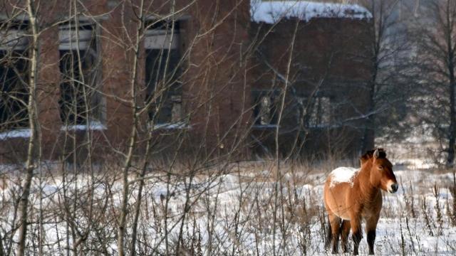 Лошади Пржевальского, как и многие другие животные, судя по всему, отлично себя чувствуют в зоне отчуждения