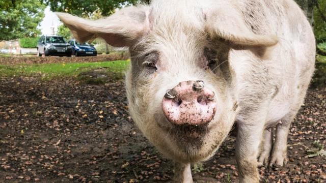 Хэмпширская свинья
