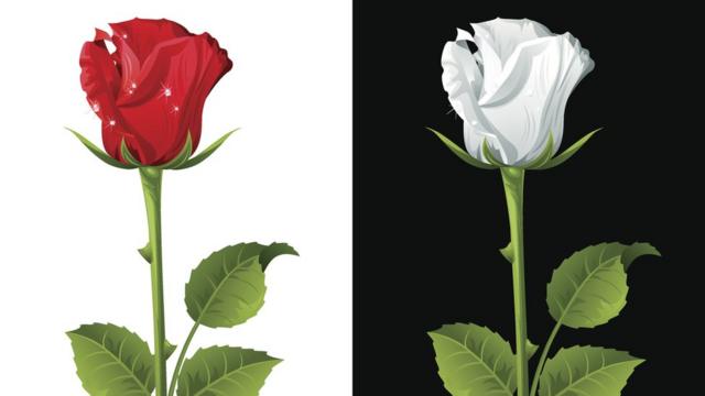 Красная роза и белая роза