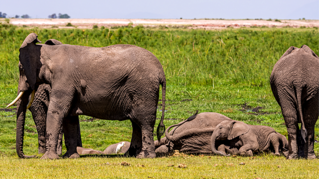 Слонам свойственно время от времени задремывать на несколько минут в течение дня