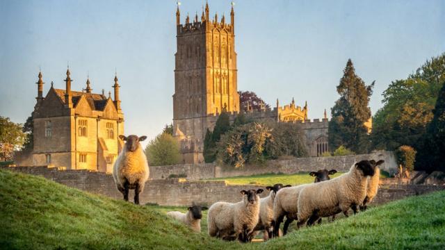 Овцы в Глостершире